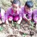 Seru, siswa-siswi RA ini diajari cara bercocok tanam