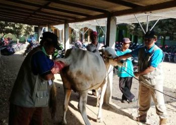 Idul Adha, MTs N 4 Rembang Praktik Manasik Haji dan Kurban 2 Ekor Sapi